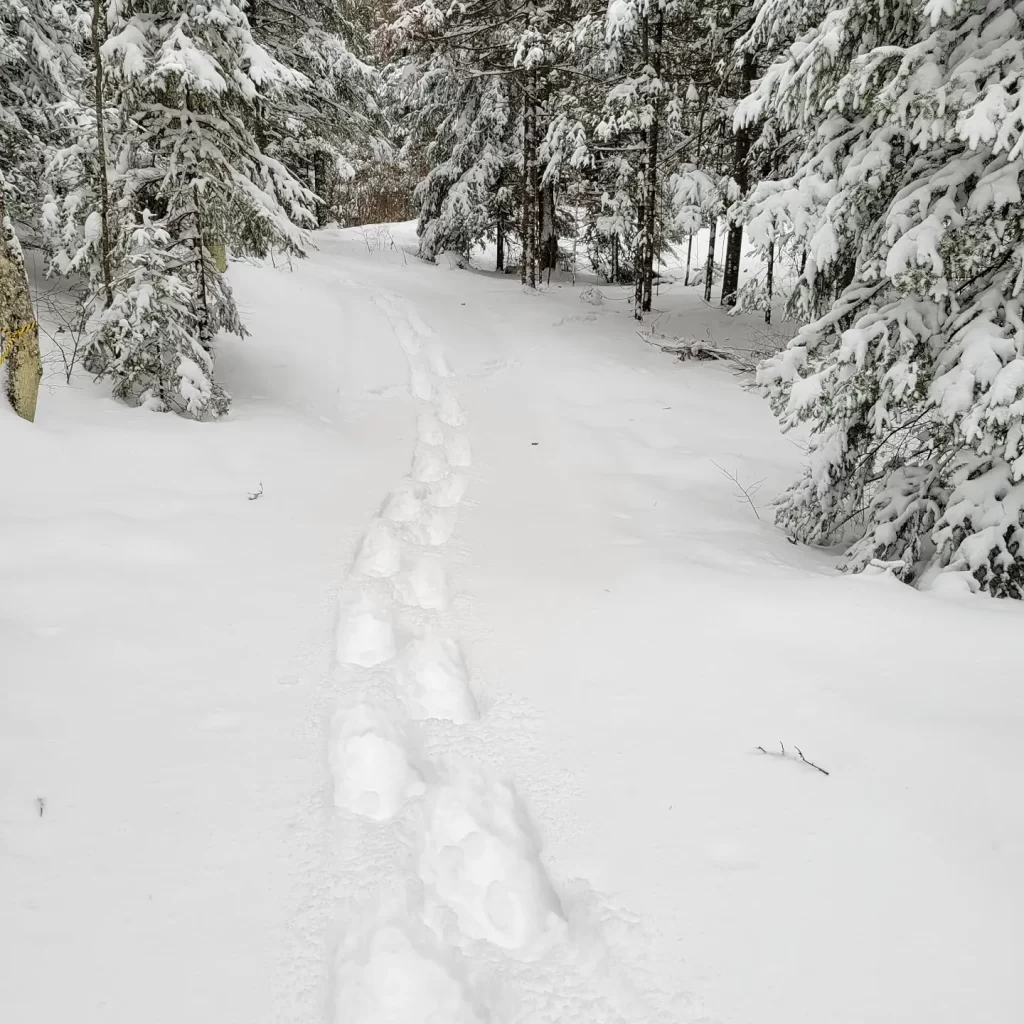 winman snowshoe