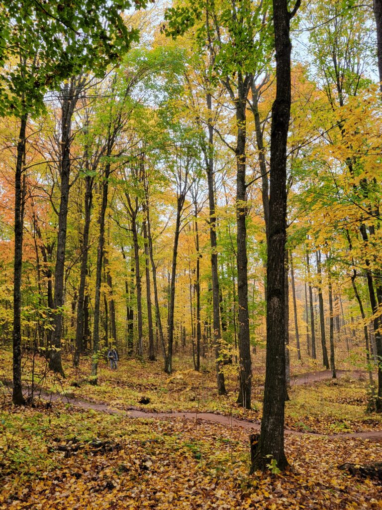 WinMan in the fall with mountain bike trail winding in the foreground
