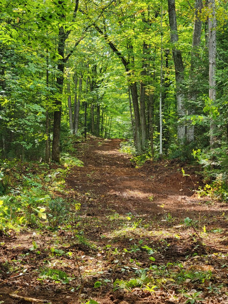Hiking and snowshoe route through the dense forest