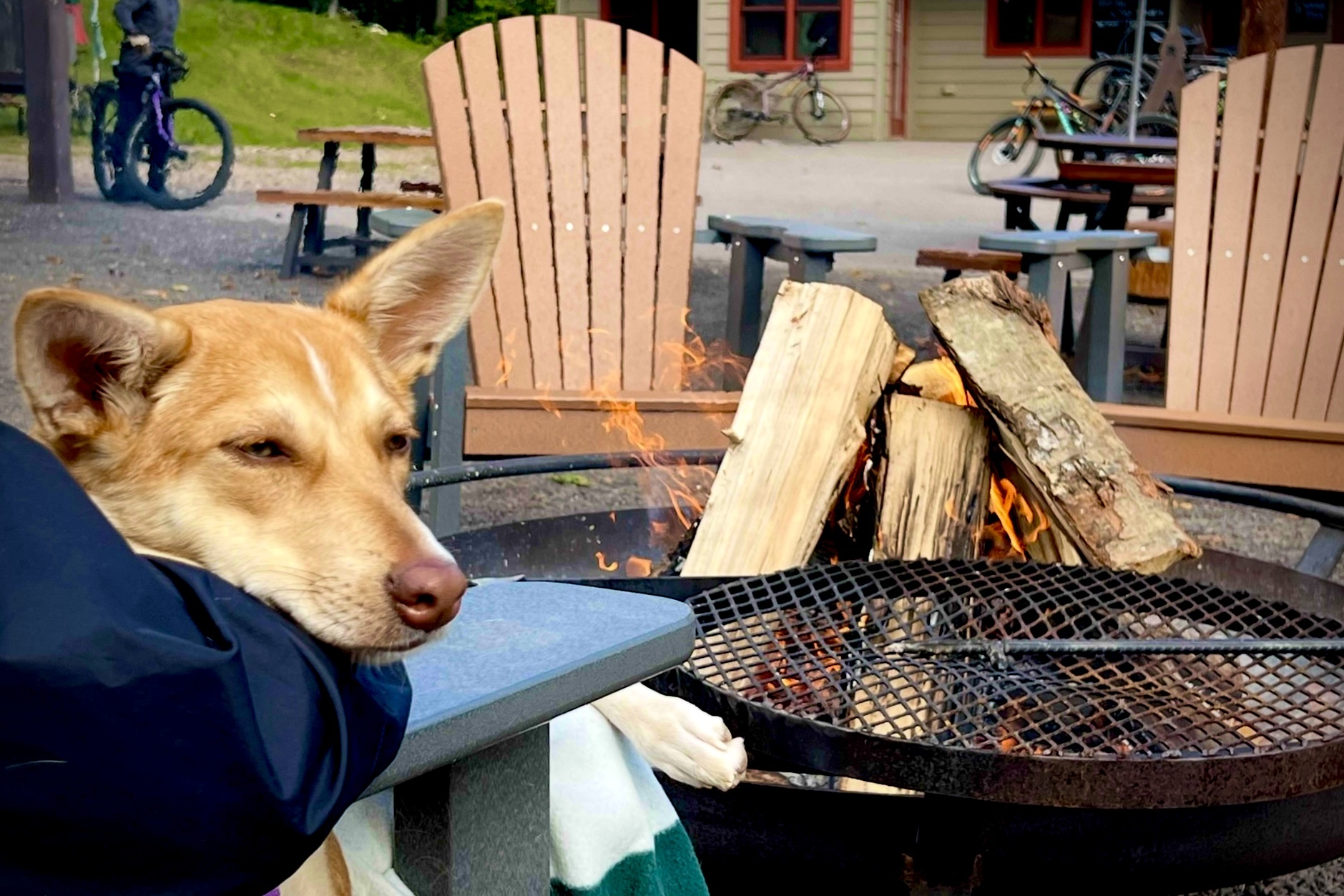 people stock fire dog