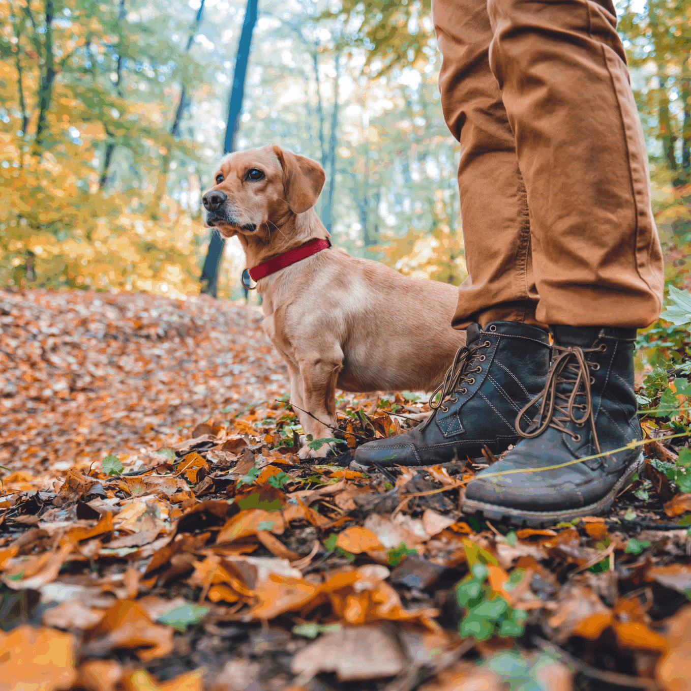 stock background hiking with dog